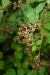 Makro / Details: Brombeere (lat.: Rubus sect. Rubus) - Blätter, Laubwerk und Beeren Hochformat