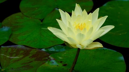 Seerose blühend,  im Wasser. Nahaufnahme.
