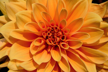 Beautiful Orange Dahlia flower stock images. Blooming orange Dahlia flower close up stock photo. Bright and beautiful orange blossom detail images