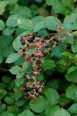 Wild wachsende Brombeeren (lat.: Rubus sect. Rubus) im Sommer im Wald (Hochformat)