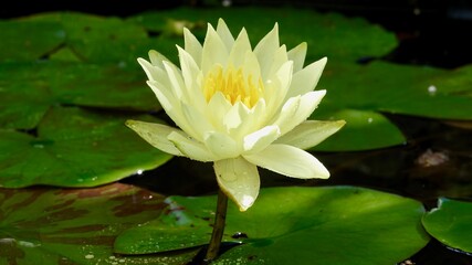 Seerose blühend,  im Wasser. Nahaufnahme.