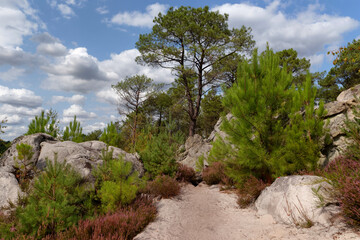 Fototapeta na wymiar Hiking trail at the Cailleau rock in Fontainebleau forest
