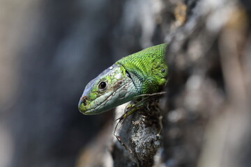 Western Green Lizard (Lacerta bilineata)  sits in a dry stone wall Germany