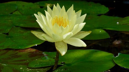 Seerose blühend,  im Wasser. Nahaufnahme.