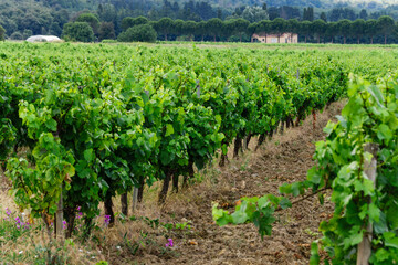 Fototapeta na wymiar campo de vides (Vignoble du Languedoc-Rousillon) , pirineos orientales,Francia, europa