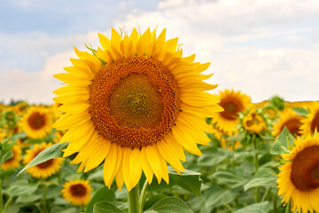 Sunflower natural background. Sunflower blooming. Blooming field. Sunflower oil. 