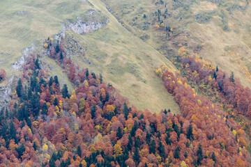 hayas trepando por la ladera, Artiga de Lin, valle de Aran, lleida, Catalunya, cordillera de los...