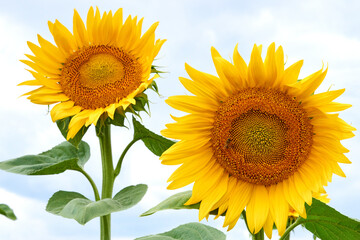 Sunflower natural background. Sunflower blooming. Blooming field. Sunflower oil. 