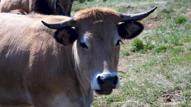 brown cow- aubrac cow in France