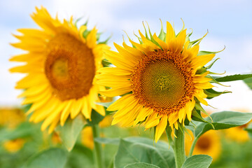 Sunflower natural background. Sunflower blooming. Blooming field. Sunflower oil. 