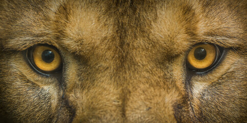 eyes of a berber lion portrait - obrazy, fototapety, plakaty