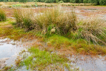 Moorlandschaft im Burgwald nördlich von Marburg, Hessen, Deutschland