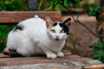 A homeless cat sits on a bench in the park The problem of homeless animals around the world