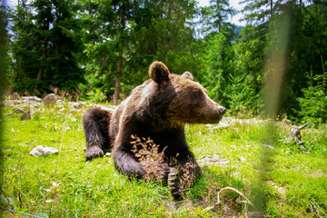 Brown Bear Rehabilitation Center Synevyr National Nature Park, Transcarpathia, Ukraine. brown bear (Ursus arctos) in captivity. Brown Bear Rehabilitation Center Synevyr.