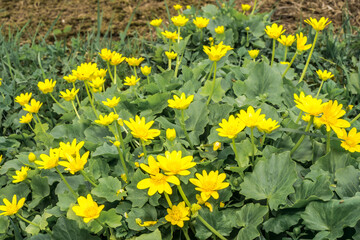 Obraz premium Lesser Celandine (Ficaria verna) in meadow, Central Russia