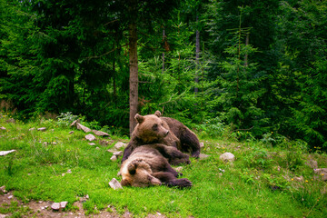 Brown Bear Rehabilitation Center Synevyr National Nature Park, Transcarpathia, Ukraine. brown bear...