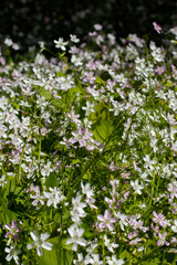 Fototapeta premium Background of white wildflowers of Claytonia sibirica in shady forest