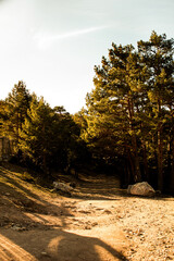 Fototapeta premium sunset in the forest