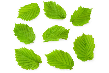 hazelnut leaves isolated on white background. top view