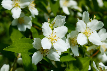 Obraz na płótnie Canvas Beautiful white jasmine flowers in a garden