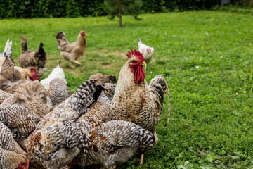 Chickens peck grains from the feeder. The rooster is guarding the hens. Bielefelder is a German breed of domestic chickens.