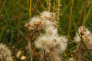 white wildflower grass in the wind