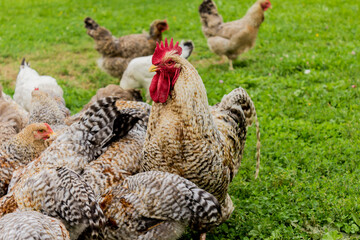 Chickens peck grains from the feeder. The rooster is guarding the hens. Close  up . Bielefelder is a German breed of domestic chickens.