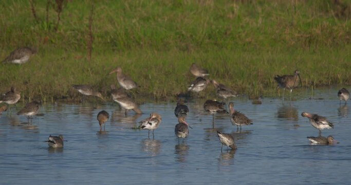 Icelandic Black tailed Godwit wading wetland birds in shallow water
