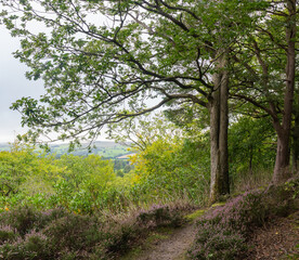 Fototapeta na wymiar heather lined footpath in Northumberland wood