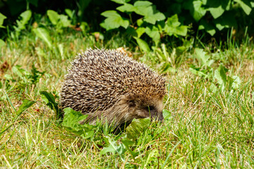 Obraz premium West european hedgehog on a green meadow