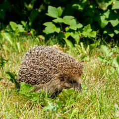 West european hedgehog on a green meadow