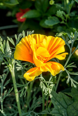 Fototapeta premium California Poppy (Eschscholtzia californica) in garden