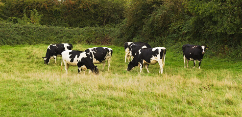 herd dairy cows in a meadow