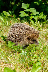West european hedgehog on a green meadow