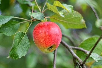 Sweet red ripe apple is hanging on the branch of apple tree in the garden. Healthy fruit. 