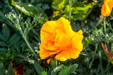 California Poppy (Eschscholtzia californica) in garden