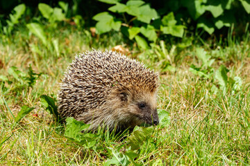 West european hedgehog on a green meadow