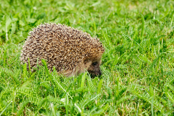 West european hedgehog on a green meadow
