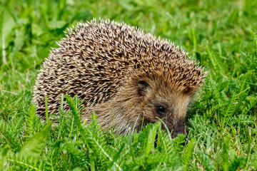 West european hedgehog on a green meadow