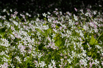 Background of white wildflowers of Claytonia sibirica in shady forest