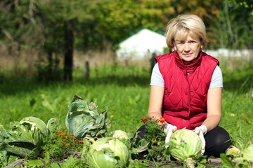 Retired elderly senior woman gardener is working in the garden, harvesting, picking a cabbage. 