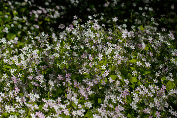 Background of white wildflowers of Claytonia sibirica in shady forest
