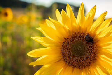 Obraz premium Bee on a sunflower head in Germany.