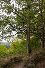 heather lined footpath in Northumberland wood