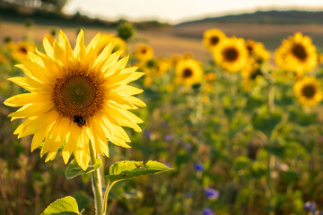 Bee on a sunflower in a flower field on a summer evening in Germany.  © Kari