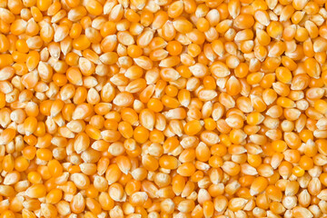 Corn seeds at studio
