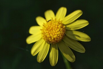 Yellow field flower on dark background
