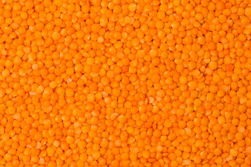 Red lentil at studio