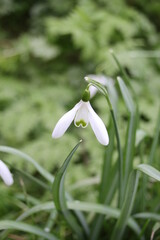 snowdrops flower spring seasonal background with copy space 