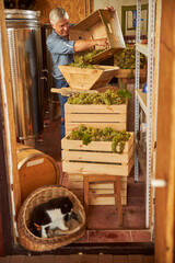 Obraz na płótnie Canvas Hard-working aged man loading grapes into a crusher